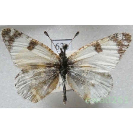 Euchloe crameri Butler, 1869 France63e